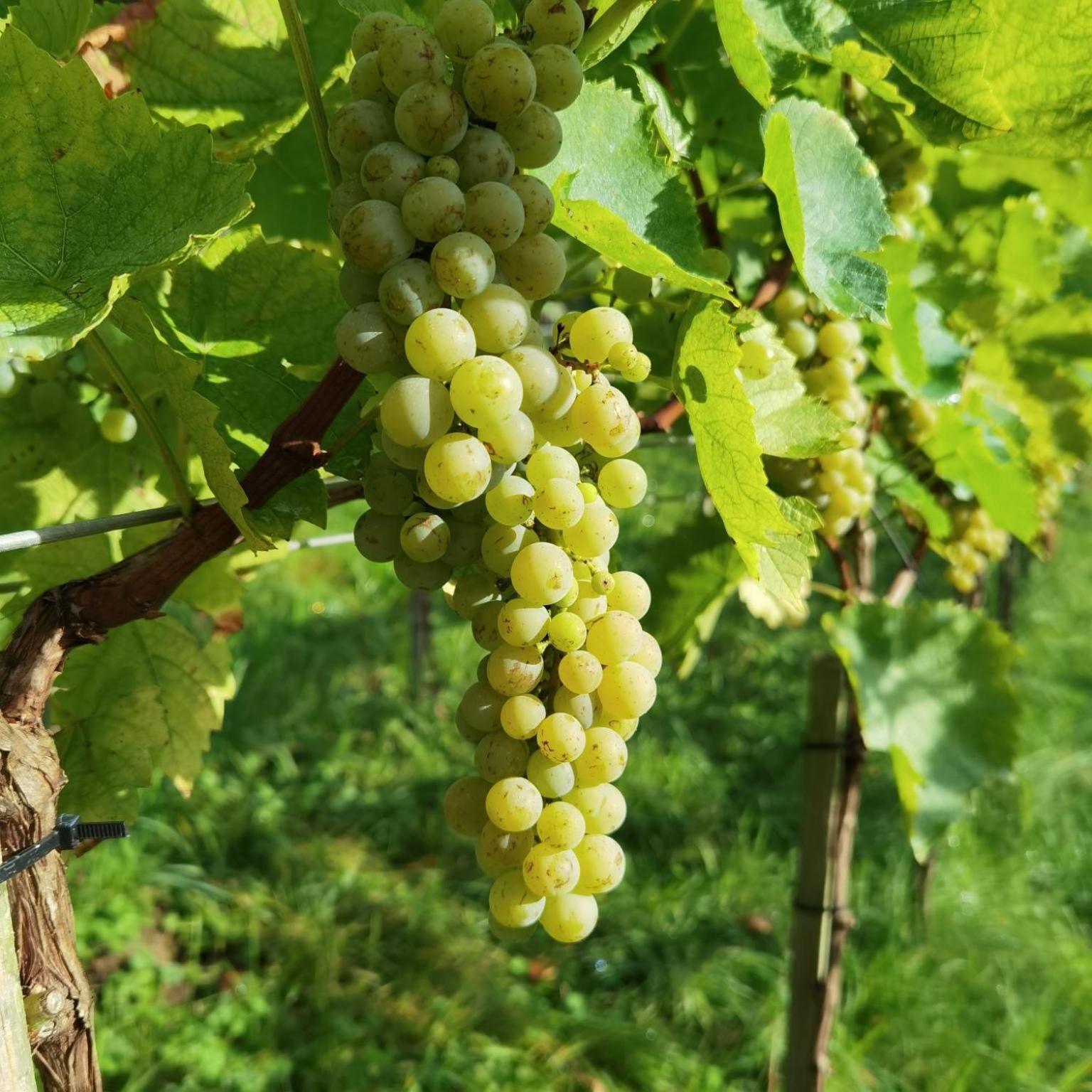 Privatzimmer Am Weinbrunnen Vorchdorf Esterno foto