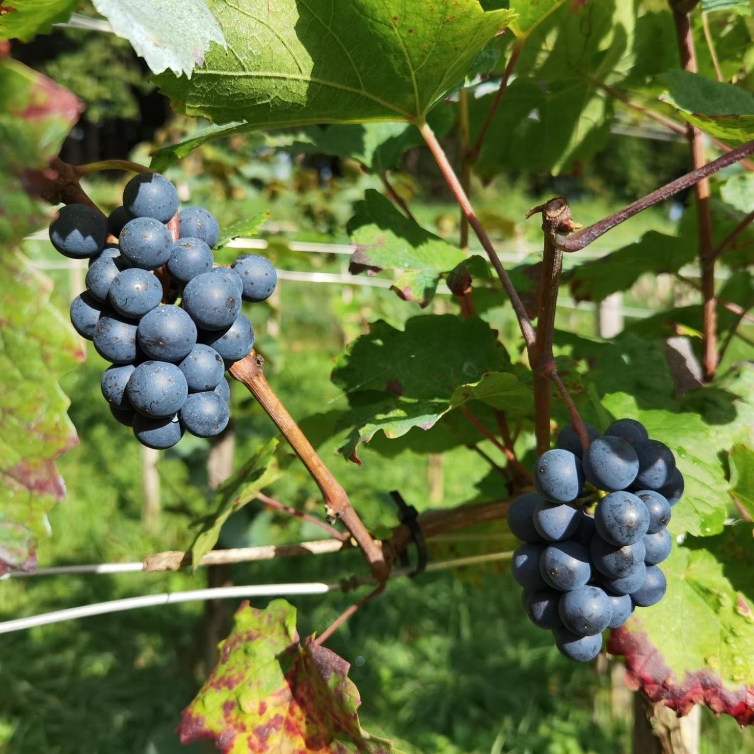 Privatzimmer Am Weinbrunnen Vorchdorf Esterno foto